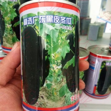 【精选】特大冬瓜种子黑皮炮弹型高质量高纯度