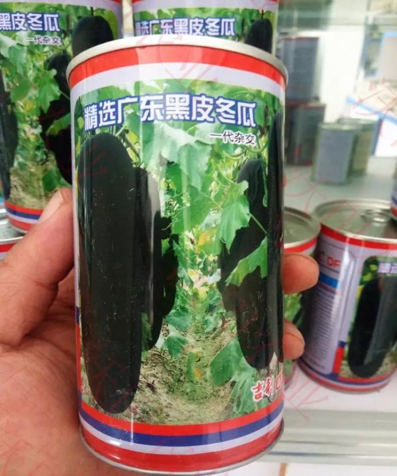 【精选】特大冬瓜种子黑皮炮弹型高质量高纯度