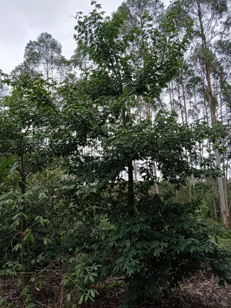 绿化苗木