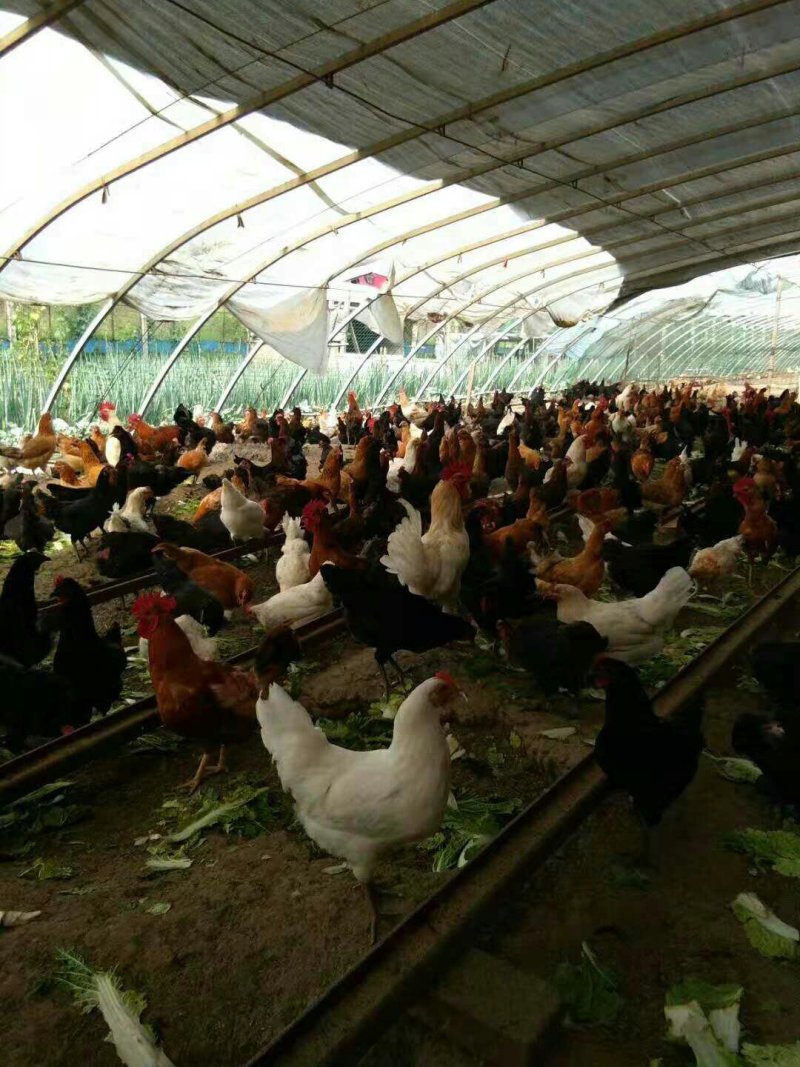 现在急售一批大山里散养的飞天公鸡和土鸡蛋