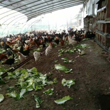 现在急售一批大山里散养的飞天公鸡和土鸡蛋