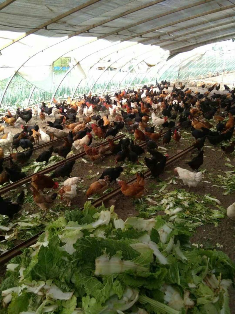 现在急售一批大山里散养的飞天公鸡和土鸡蛋