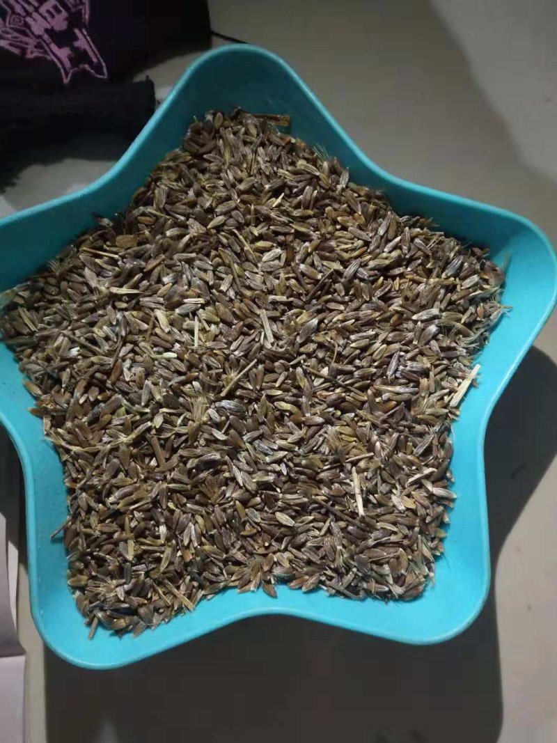 苍术种子苍术种子