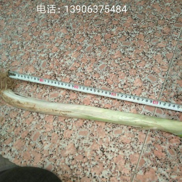 章丘大葱40cm以上毛葱2cm左右