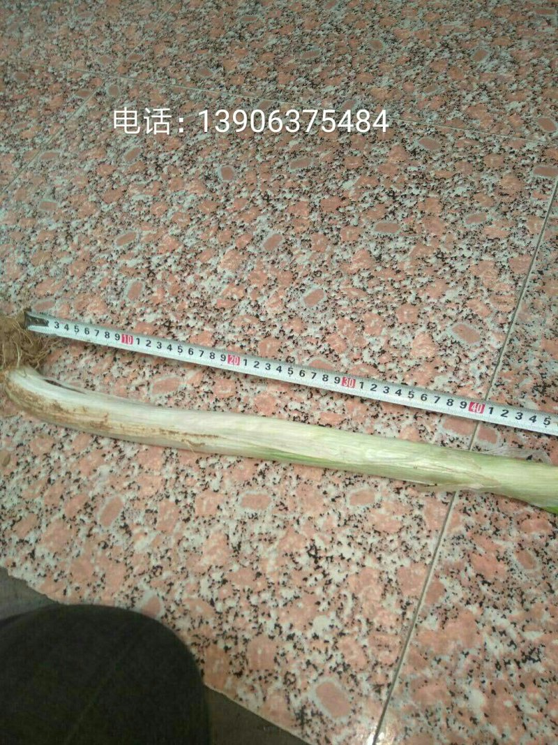 章丘大葱40cm以上毛葱2cm左右