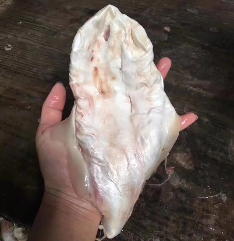 深海黄花胶