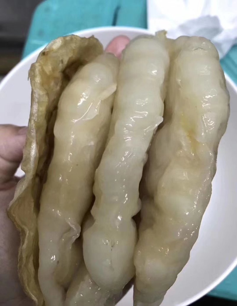 深海黄花胶