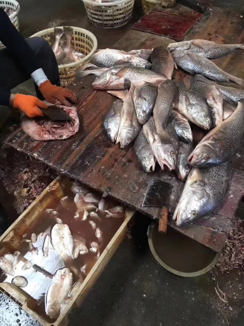 深海黄花胶