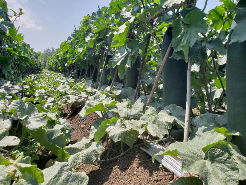 广西玉林黑皮冬一手货源质量价格保证售后包赔