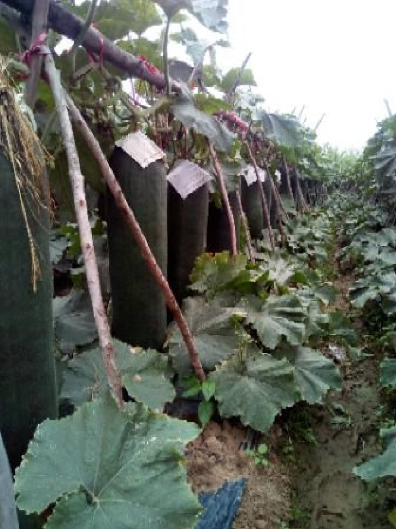 广西玉林黑皮冬一手货源质量价格保证售后包赔