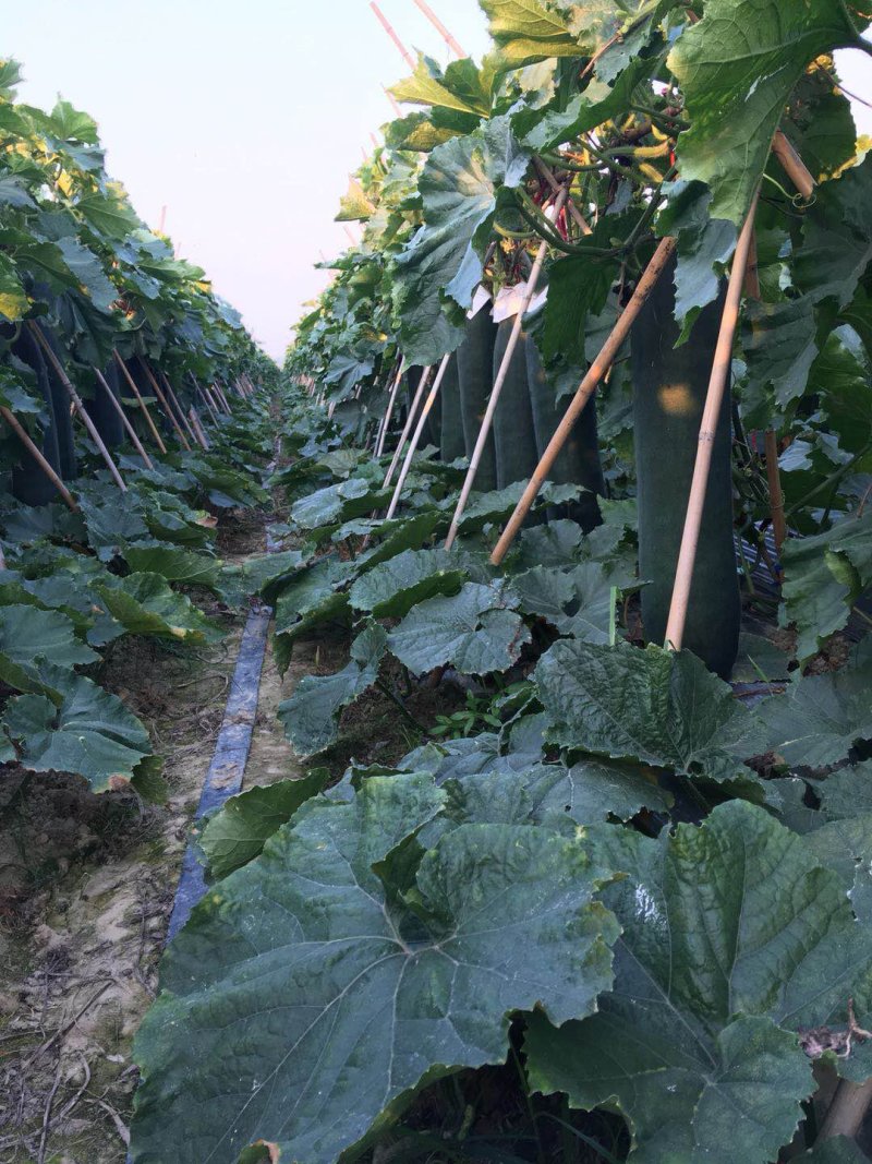 广西玉林黑皮冬一手货源质量价格保证售后包赔