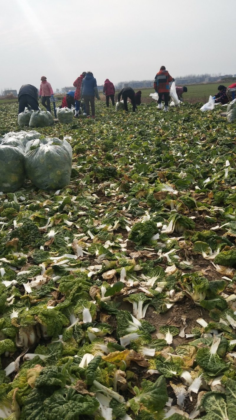 超级黄心菜