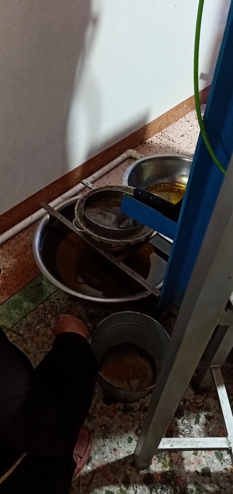 野生山茶油