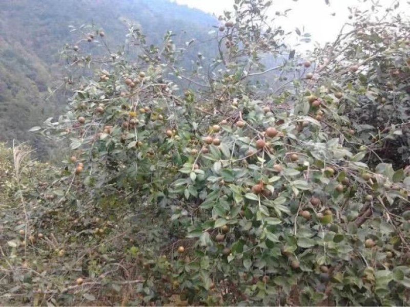 野生山茶油