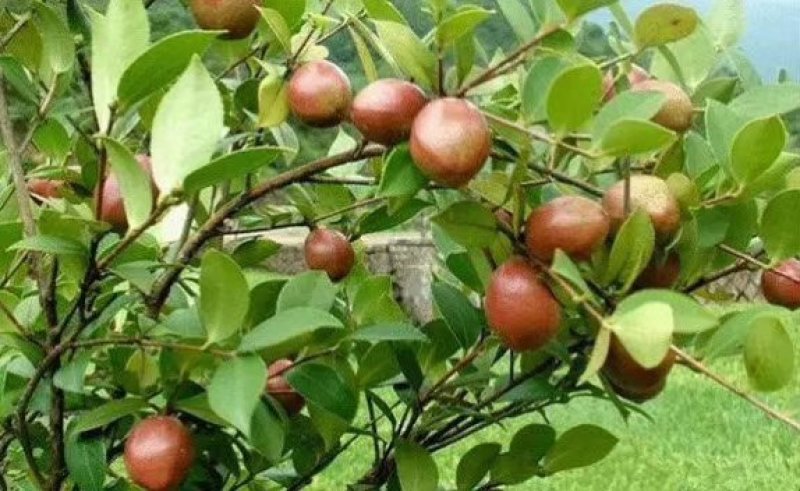 野生山茶油