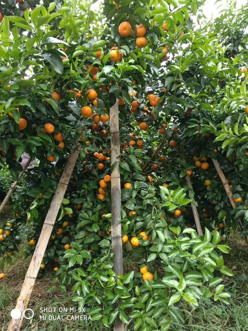 沙糖桔