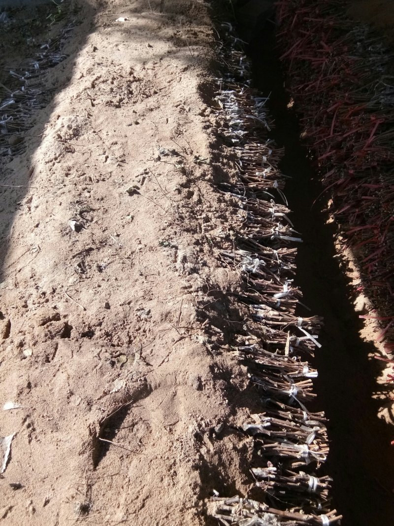 醉金香葡萄苗基地直销，保纯度，保成活率，提供种植管理技术