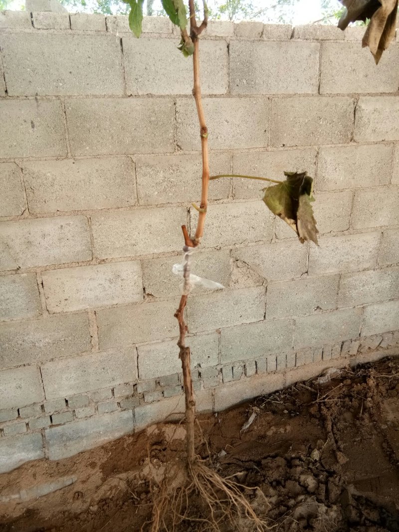 醉金香葡萄苗基地直销，保纯度，保成活率，提供种植管理技术