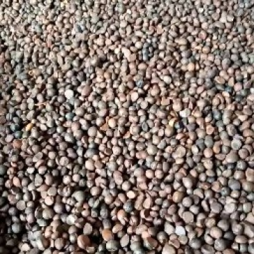 原生态野生油茶籽！出油率高。欢迎采购！