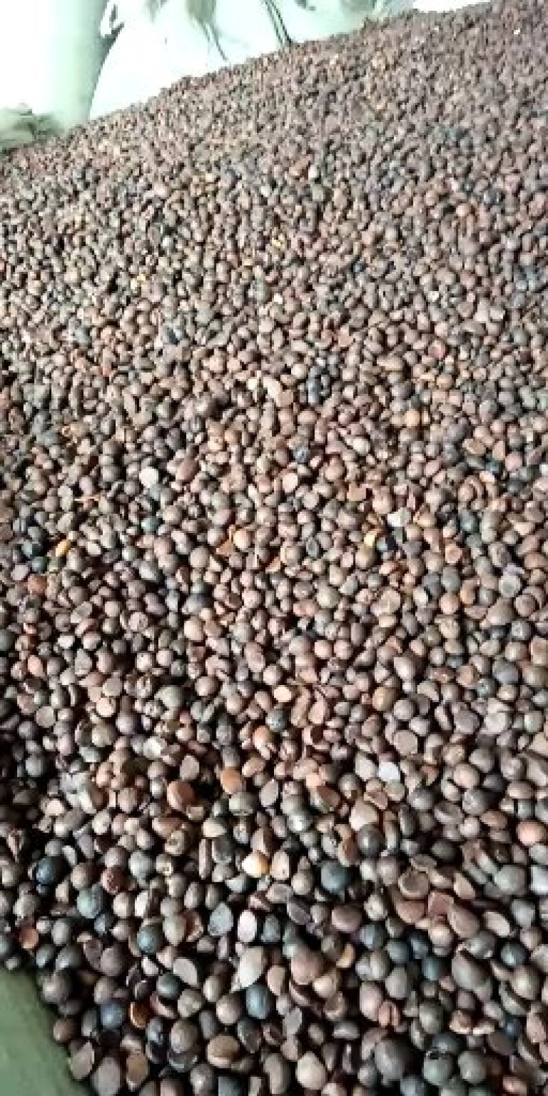 原生态野生油茶籽！出油率高。欢迎采购！