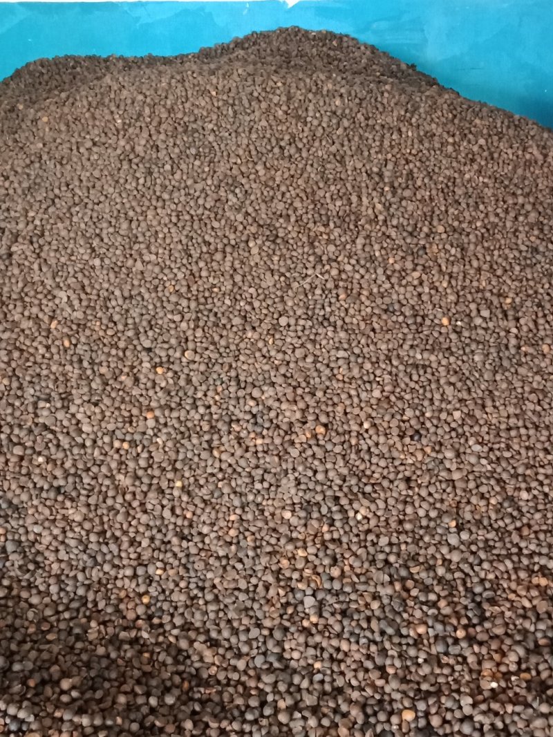 原生态野生油茶籽！出油率高。欢迎采购！