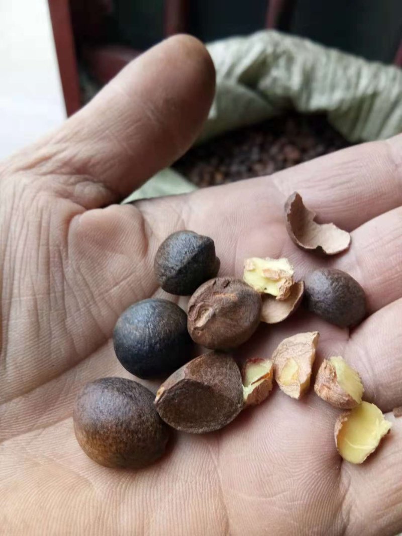 原生态野生油茶籽！出油率高。欢迎采购！