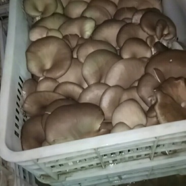 常年出售平菇香菇灵芝菌种出售平菇鲜蘑