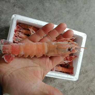 海螯虾冻货
