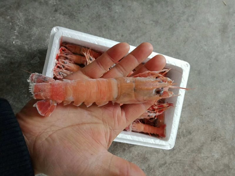 海螯虾冻货