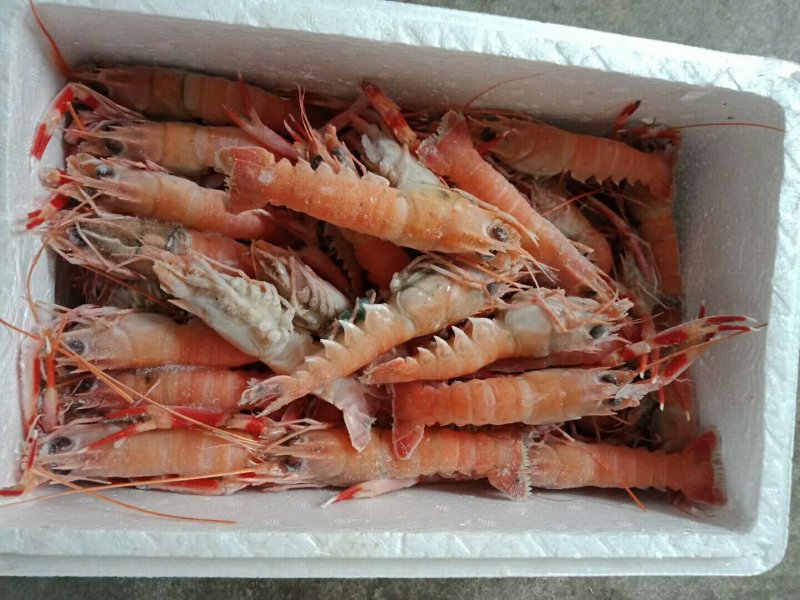海螯虾冻货