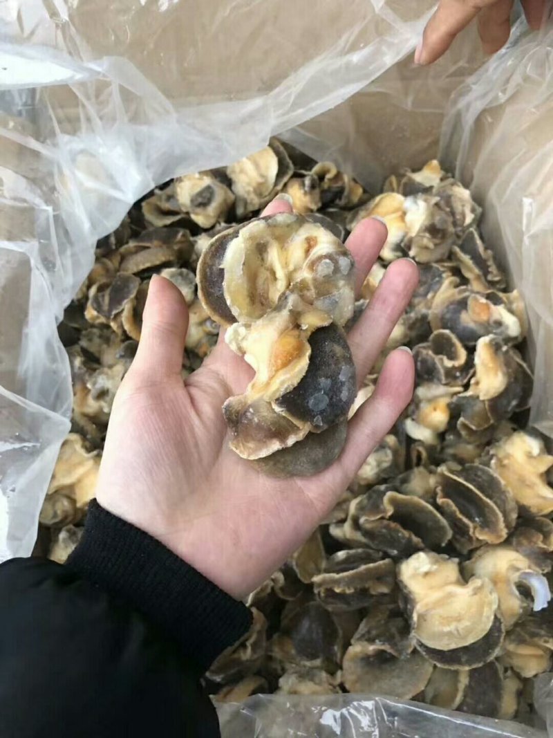 干冰无沙螺肉