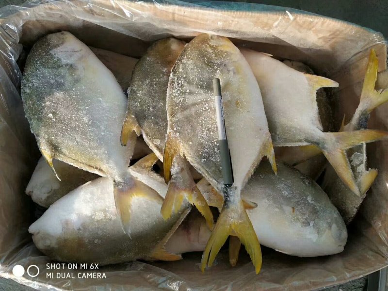 金昌鱼