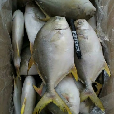 金昌鱼