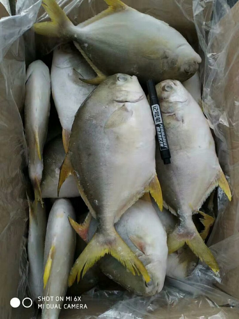 金昌鱼