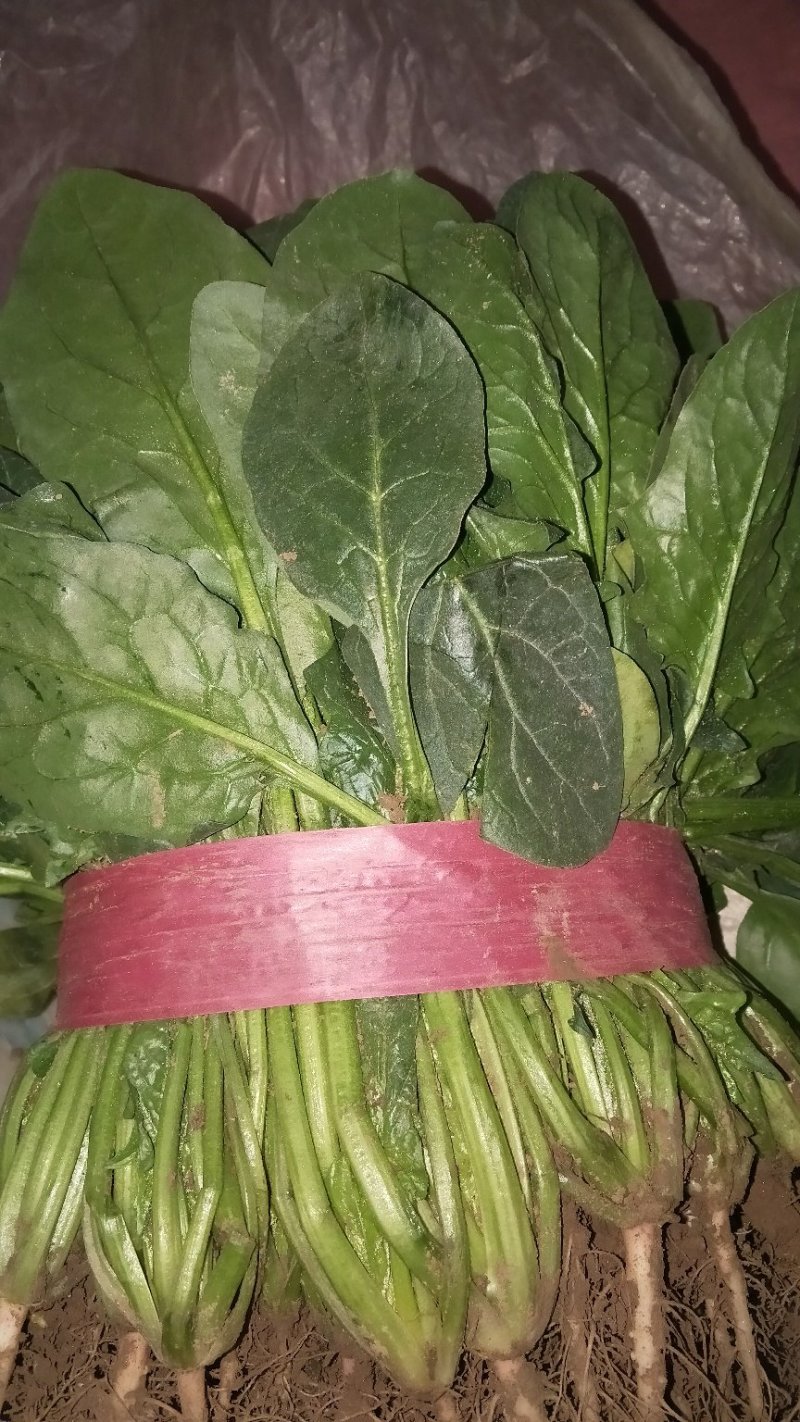 菠菜