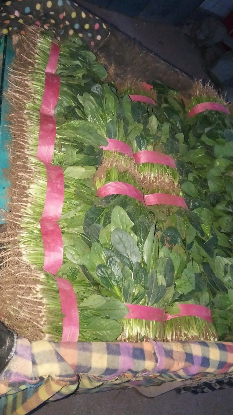 菠菜
