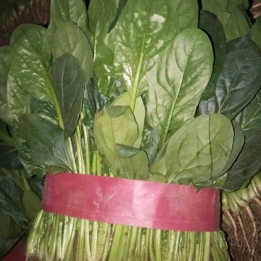 菠菜