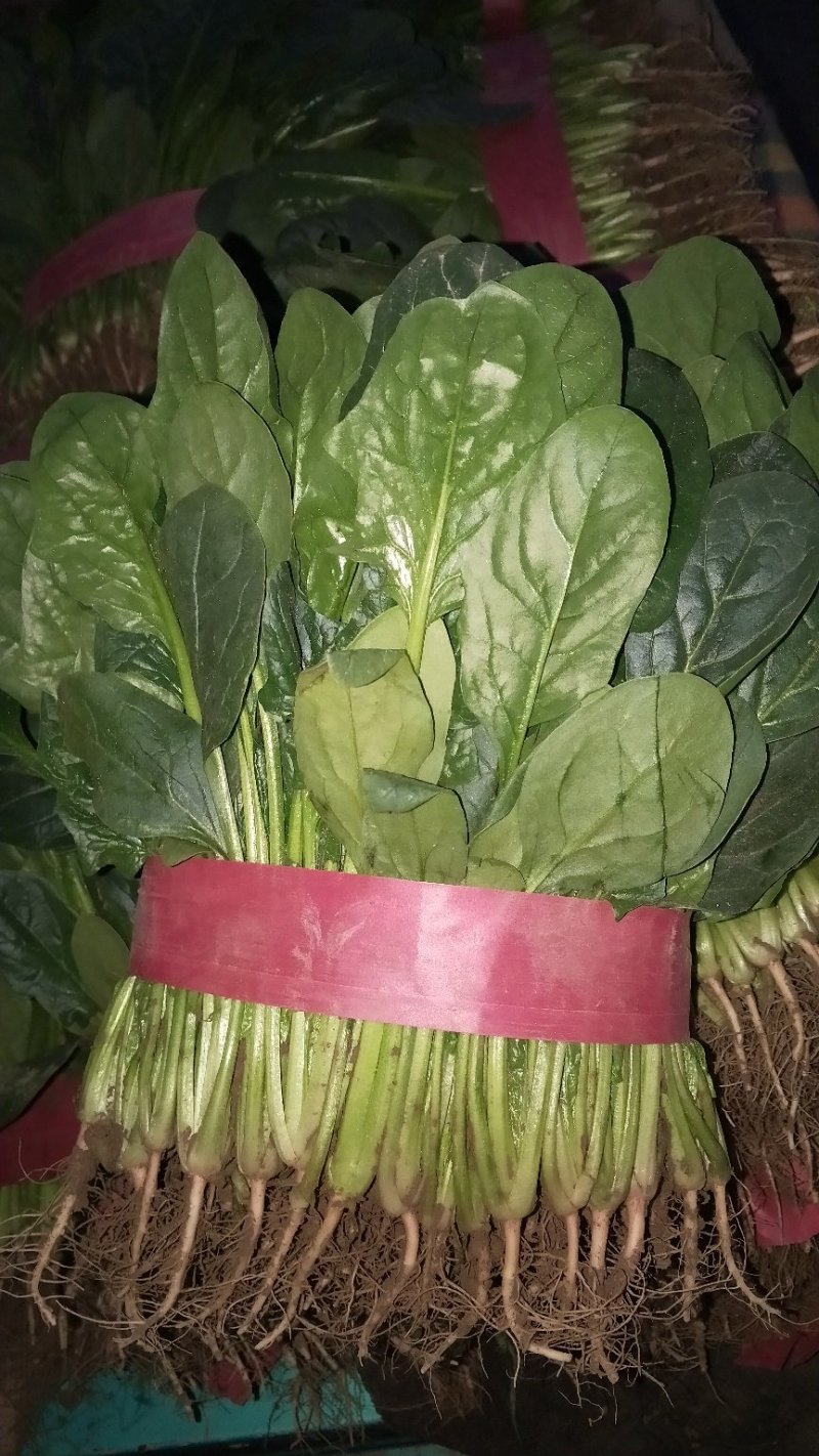 菠菜