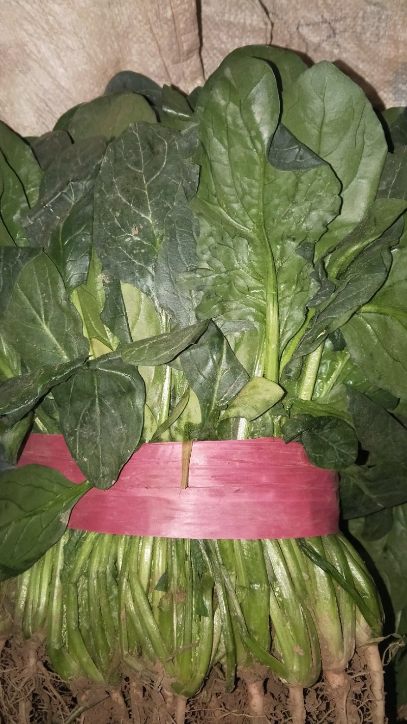 菠菜