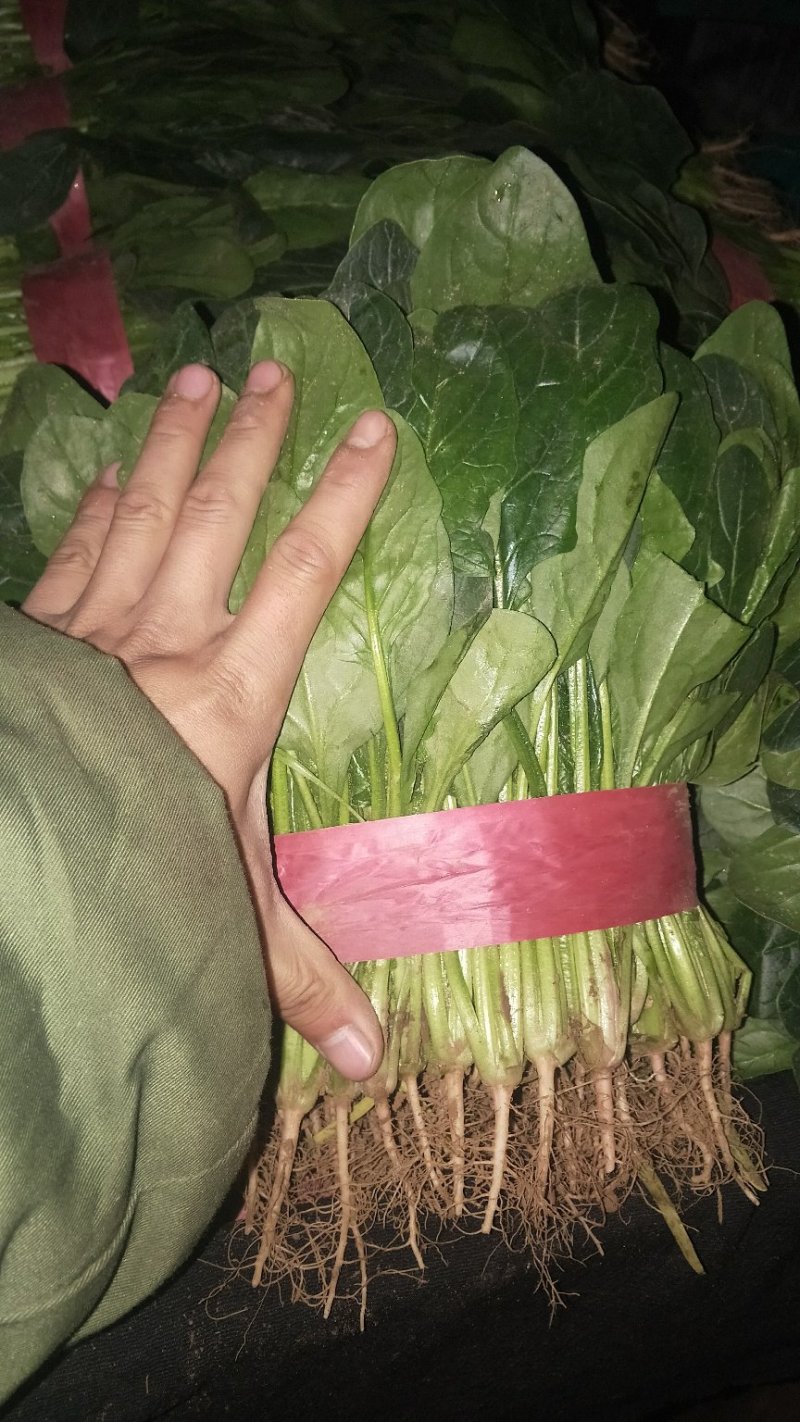 菠菜