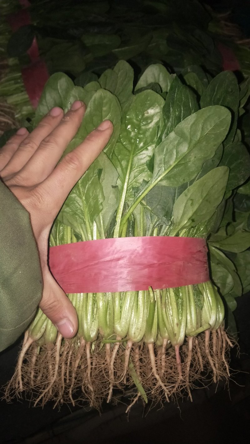 菠菜