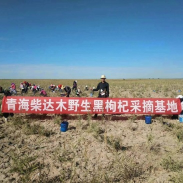 青海柴达木纯野生黑枸杞500克包邮，纯野生