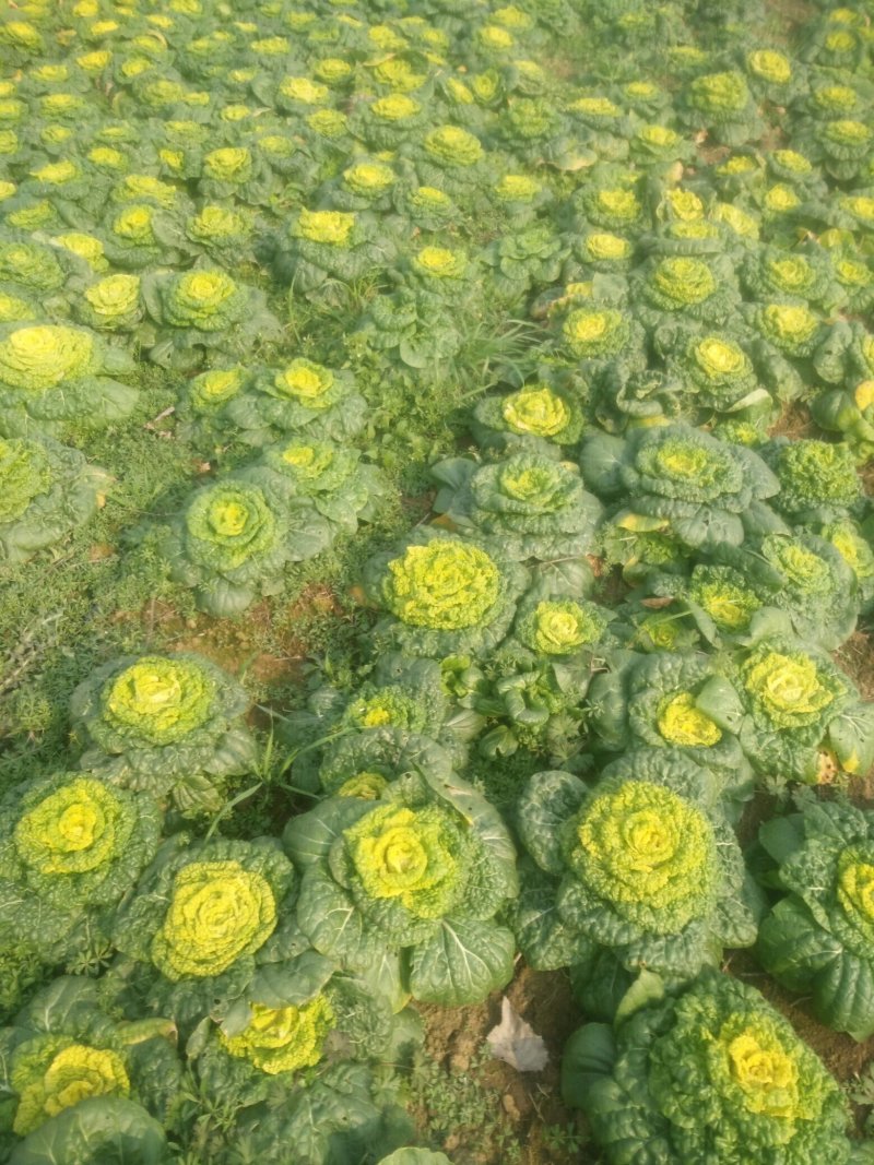 黄心菜