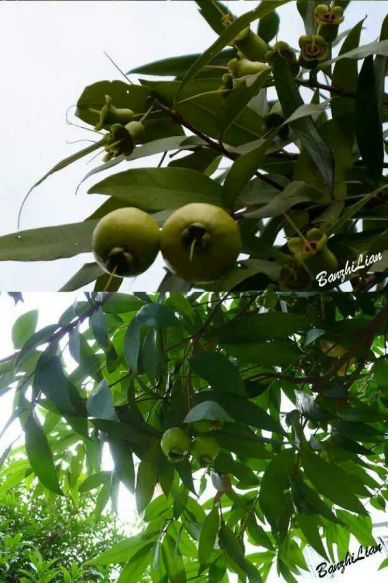 蒲桃树苗