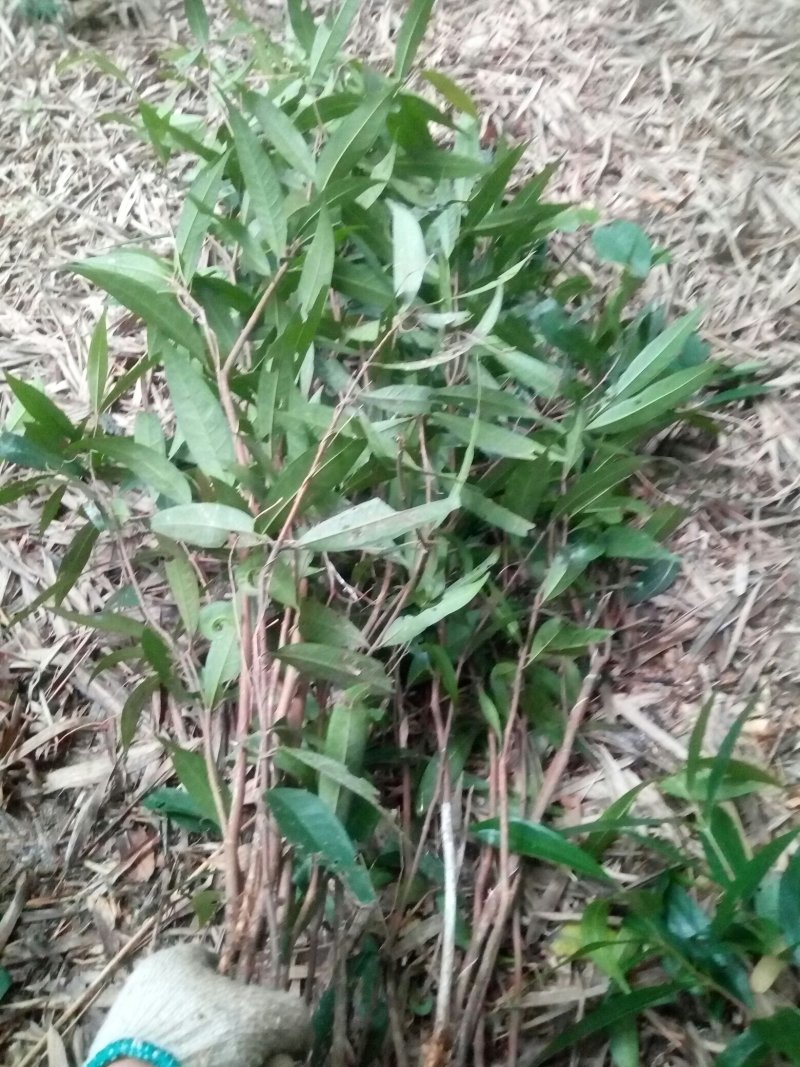 蒲桃树苗