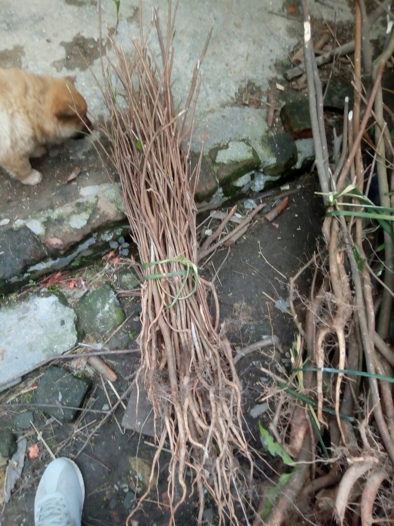 蒲桃树苗