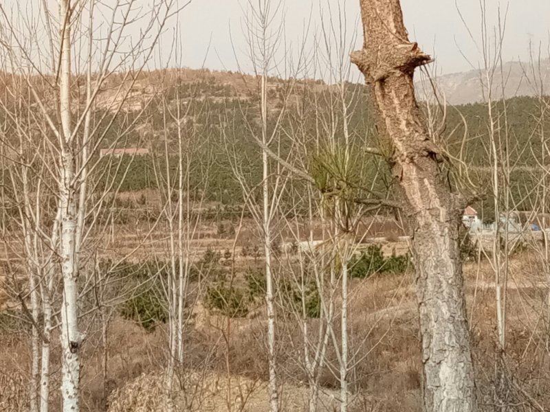 海阳城区北首荒山土地承包，紧邻市区