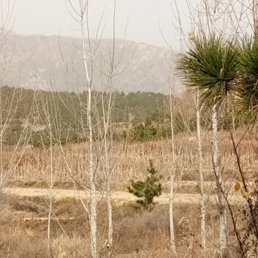 海阳城区北首荒山土地承包，紧邻市区