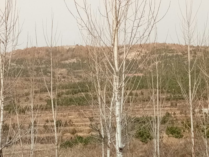 海阳城区北首荒山土地承包，紧邻市区