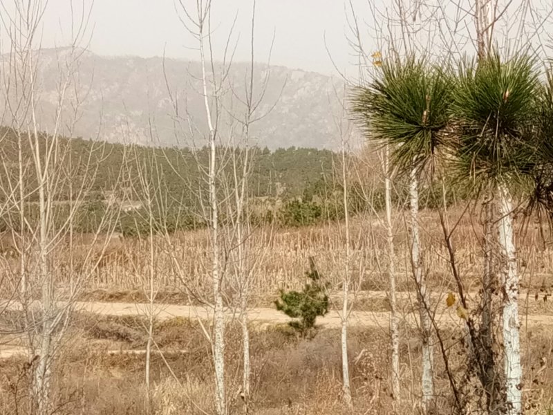 荒山